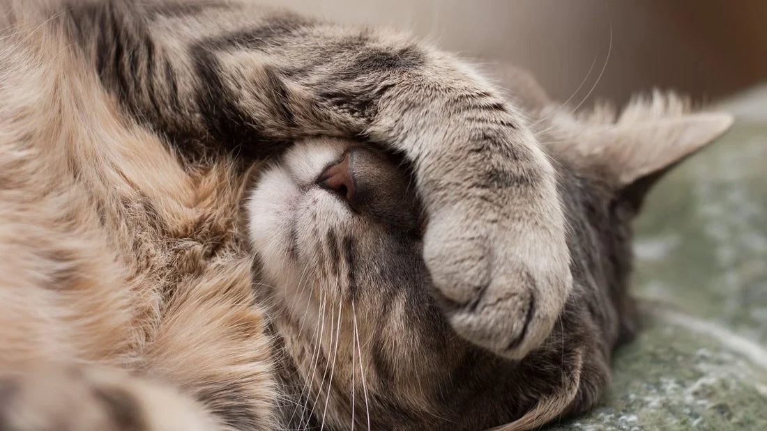 Le bien-être de votre chat commence par de bonnes habitudes